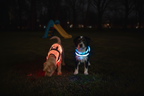 LED Dog Safety Vest - Gray